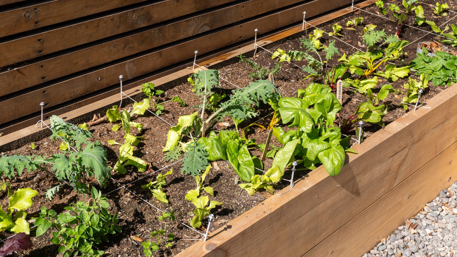 Qué sembrar en primavera: tomate cherry, albahaca, rúcula y pimentón.