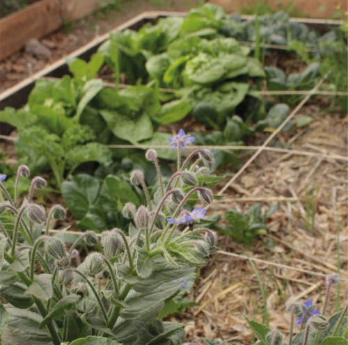 Curso de Huerto Urbano